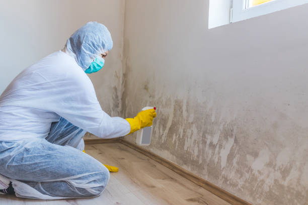 Mold Remediation specialist working in Mont Clare
